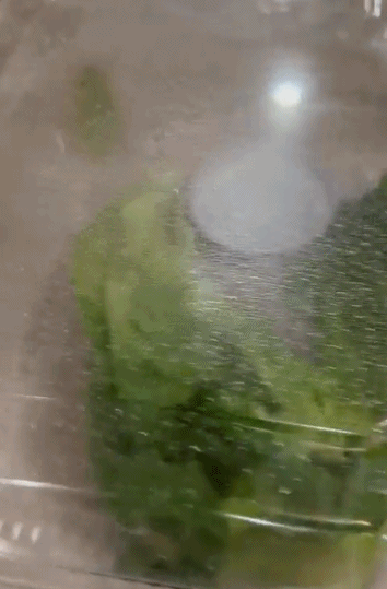 小哥在沙拉里發現了一隻小青蛙後，在網上直播起了養蛙生活