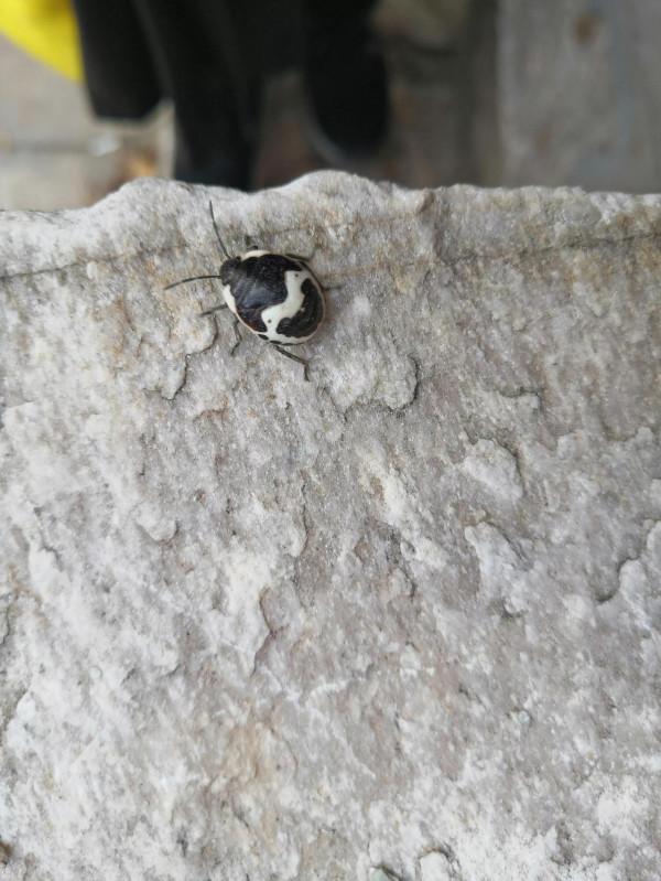 座標北宮森林公園,有誰認識這是什麼昆蟲? 座標北宮森林公園,有誰認識這是什麼昆蟲?