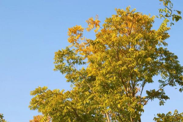 新一波地圖來了~除了北美紅楓和銀杏，普陀還有什麼好看？