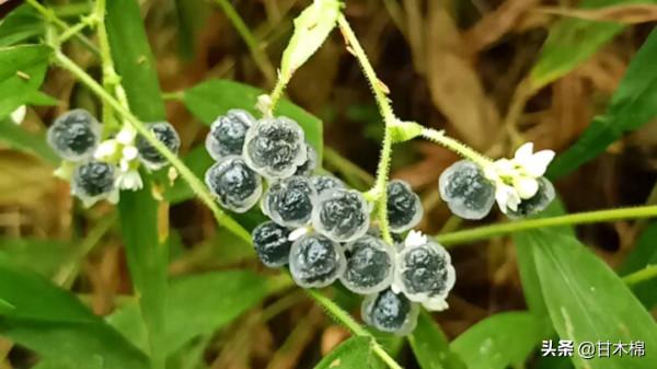 帶你一起回味62種南方野果子,它們是物質匱乏年代小朋友的零食 帶你一起回味62種南方野果子,它們是物質匱乏年代小朋友的零食
