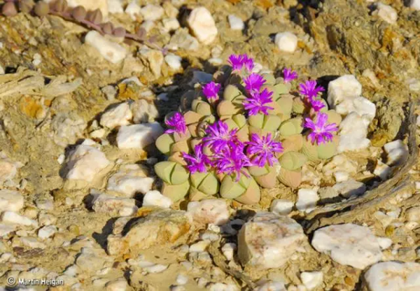 世界那麼大，多肉那麼美，我們一起去看看吧 | 南非多肉欣賞