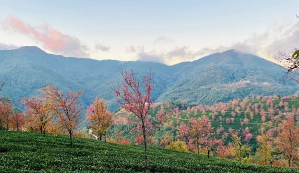 《12月限定丨國內旅行目的地指南》