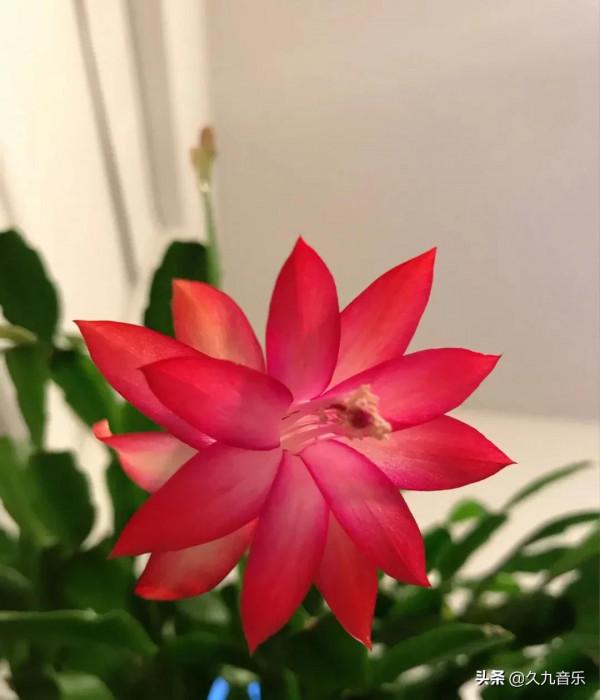 分享——美麗動人的蟹爪蘭