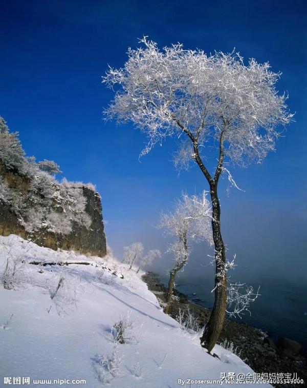 分享——雪松美景