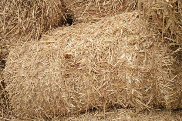 幾十年前，火爆農村的沼氣池，為何逐漸消失了？