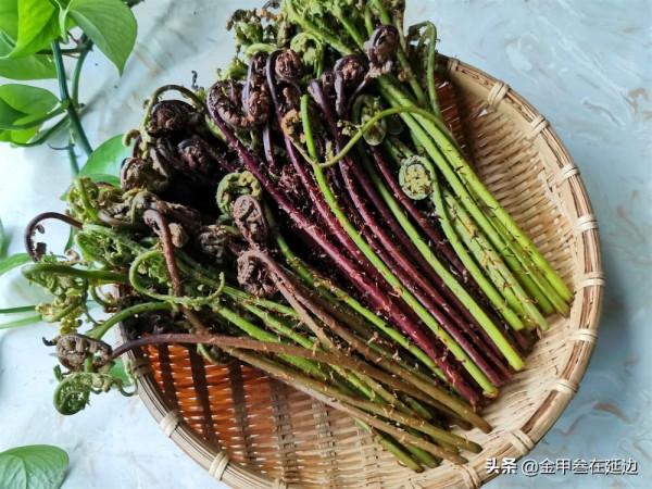 盤點東北人摯愛的野菜！不知道你吃過幾種？現在買真不便宜…