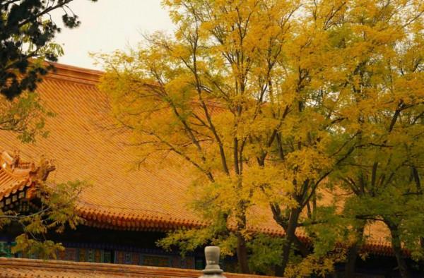 故宮彩葉飄舞,亮出最後的秋日盛裝 故宮彩葉飄舞,亮出最後的秋日盛裝