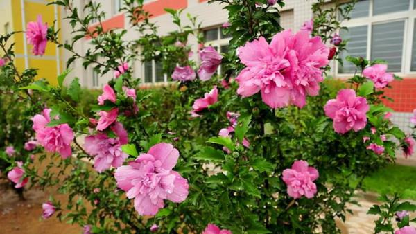 人養花三年，花養人一生！9種養人花，好吃又好看，還能吸收廢氣