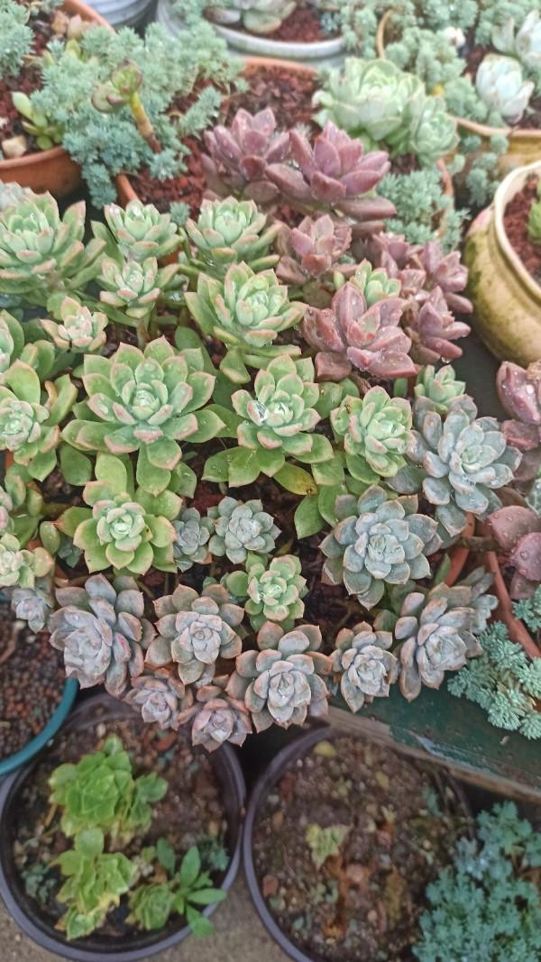 4種花不能淋雨，一淋就黑腐爛根，最後只剩個空盆