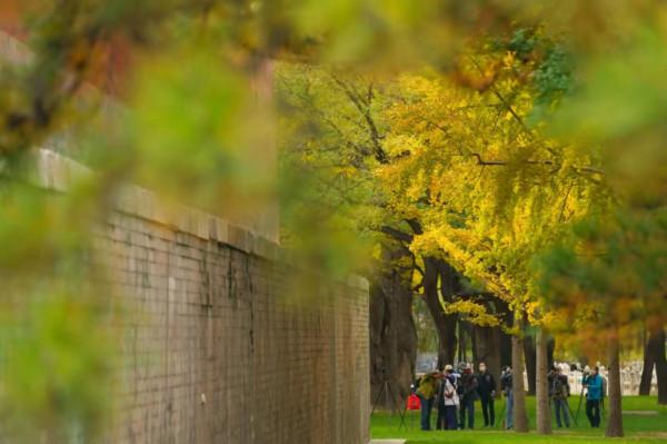 故宮彩葉飄舞,亮出最後的秋日盛裝 故宮彩葉飄舞,亮出最後的秋日盛裝