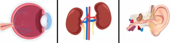 什麼是Alport綜合徵？如何診治？