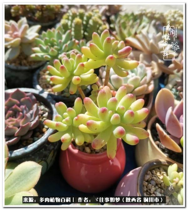 總有一段文字觸動心絃，總有那麼一盆多肉能打動你的心