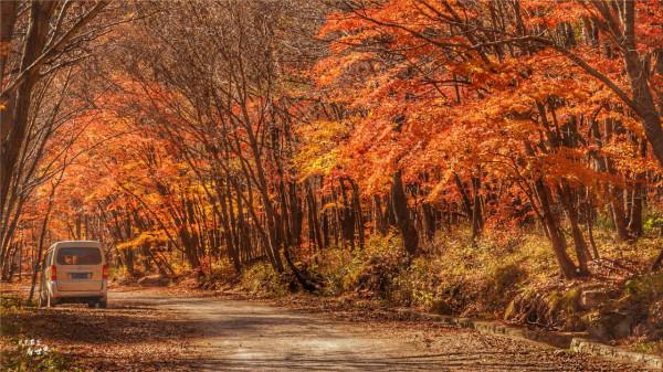本溪有一個可以自駕遊覽的景區，觀賞紅葉絕美，今年秋天不能錯過