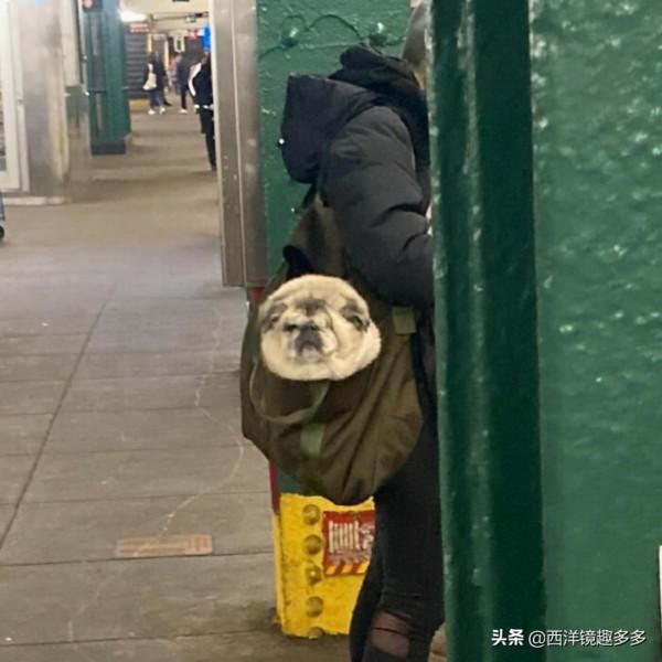 包包中的小可愛們!為了帶上狗狗,主人也是拼了 包包中的小可愛們!為了帶上狗狗,主人也是拼了