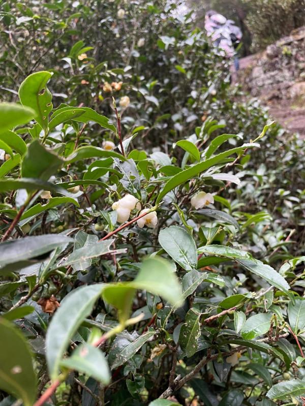 小姐姐們一起走進武夷山正巖茶產區