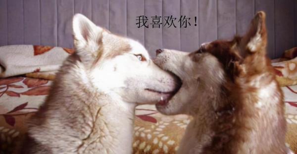 動物的迷之可愛習性，企鵝認人做&OpenCurlyDoubleQuote;大哥&rdquo;，小熊貓的威嚇認真的？