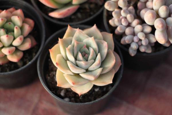 夏季多肉難養好?記住3個不要,安穩度夏不困難 夏季多肉難養好?記住3個不要,安穩度夏不困難