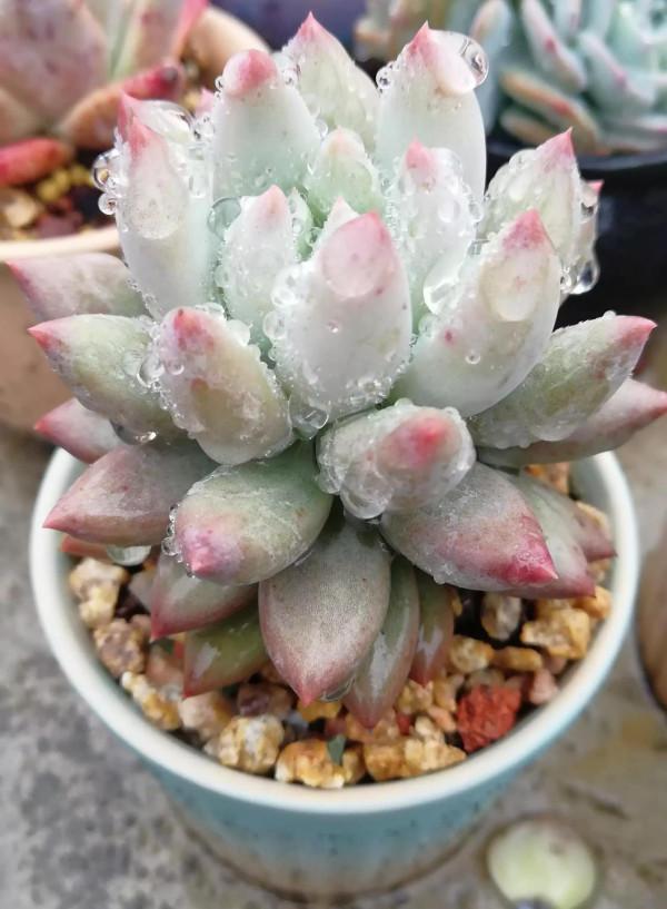 有人被我帶入肉坑,看看給新手都買了什麼肉 有人被我帶入肉坑,看看給新手都買了什麼肉