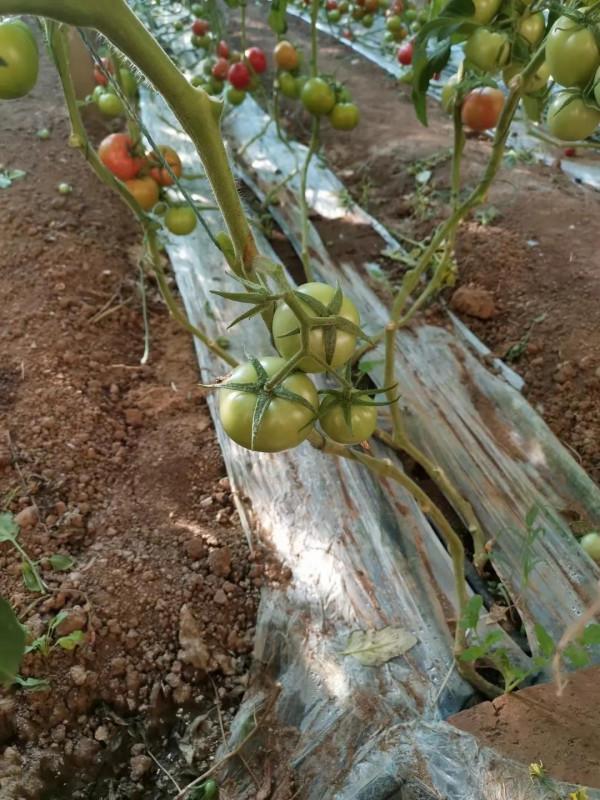 番茄萼片的盛麗美顏--西班牙自然地能量引航 番茄萼片的盛麗美顏--西班牙自然地能量引航