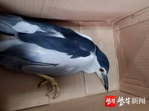 二級保護動物夜鷺受傷墜落,巡邏保安從貓口中救下了它 二級保護動物夜鷺受傷墜落,巡邏保安從貓口中救下了它