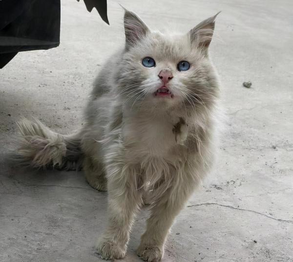 遇到一隻流浪田園貓，看清模樣後卻愣住了：這顏值也太頂了吧