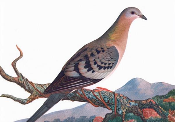 這28種動物，我們無緣再見，在殖民時期它們滅絕了，連照片都沒有