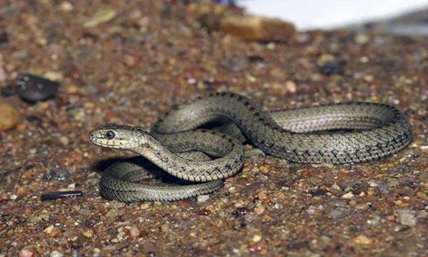 以白素貞命名毒蛇是誰？除了它，我國還有著哪些罕見的毒蛇呢？