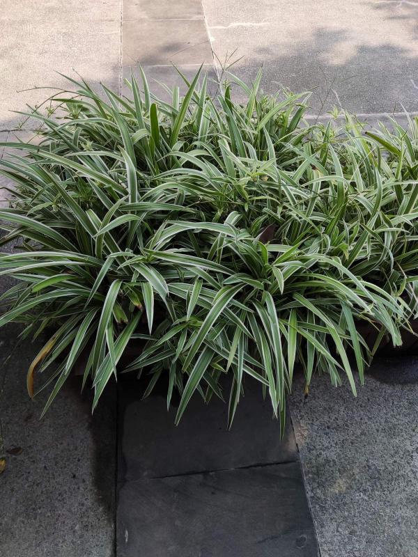 廚房裡養盆花,淨化空氣效果好,還能趕蟲子 廚房裡養盆花,淨化空氣效果好,還能趕蟲子