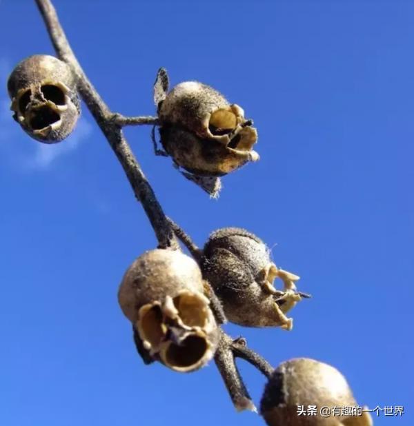 20張看上去不太真實的照片,但這些都不是PS的 20張看上去不太真實的照片,但這些都不是PS的