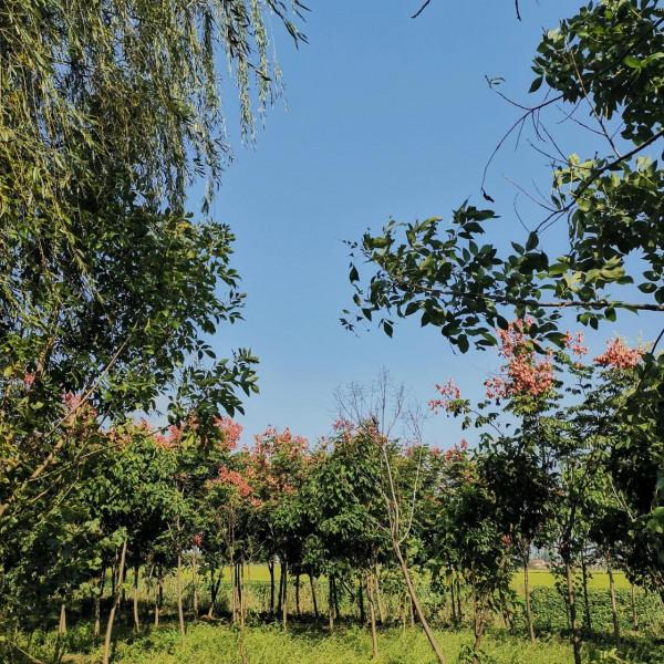 帶你領略農村的稻蝦蟹共生基地 帶你領略農村的稻蝦蟹共生基地