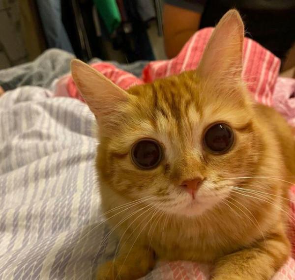 撿到一隻“爛眼貓”,女孩說不在乎貓顏值,卻意外收穫一隻超美貓 撿到一隻“爛眼貓”,女孩說不在乎貓顏值,卻意外收穫一隻超美貓