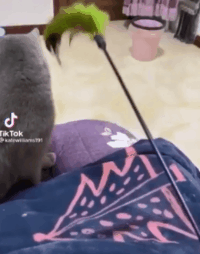 40張奇特而有趣的貓照片，看了讓人心情愉快