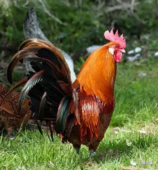 雞的品種與分類&mdash;&mdash;居然有這麼多品種？