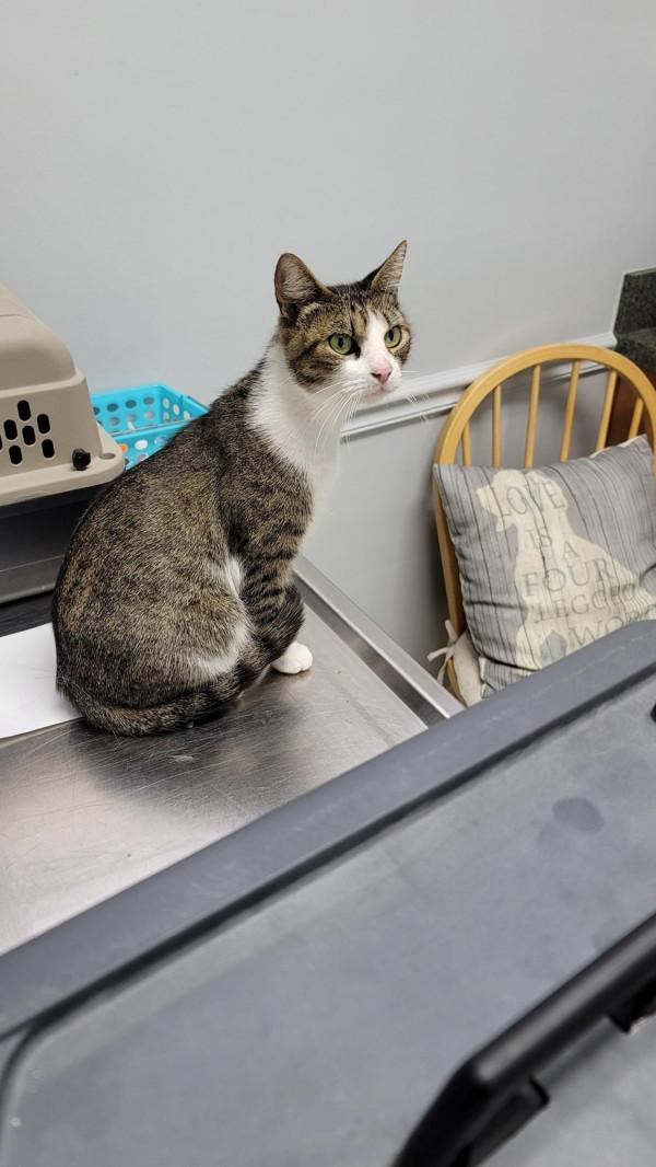 機智流浪貓騙暖男收養，勘察暖男實力後，隔天帶四個娃上門