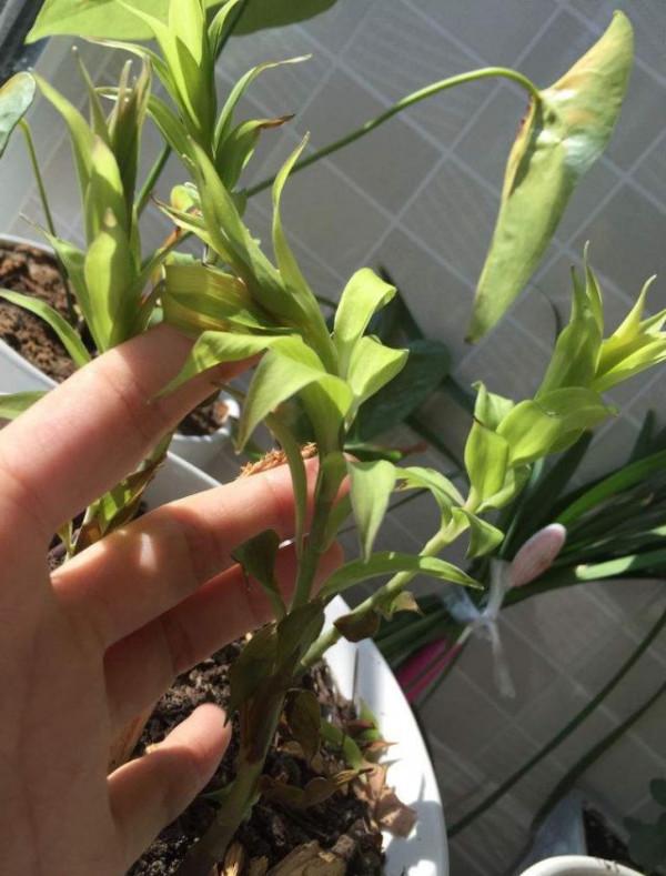 你過來，我告訴你秋冬季植物怎樣養護？