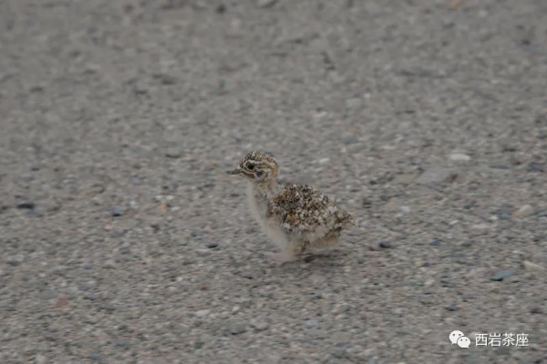 鳥事記之毛腿沙雞 鳥事記之毛腿沙雞