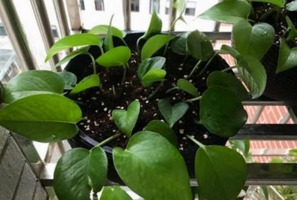 有3種植物“最堅強”,枝葉剪成幾段,丟土裡不管,也能長滿盆 有3種植物“最堅強”,枝葉剪成幾段,丟土裡不管,也能長滿盆