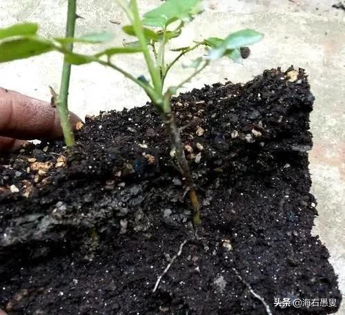 花友小常識：這幾樣東西配花土，不爛根，長勢旺