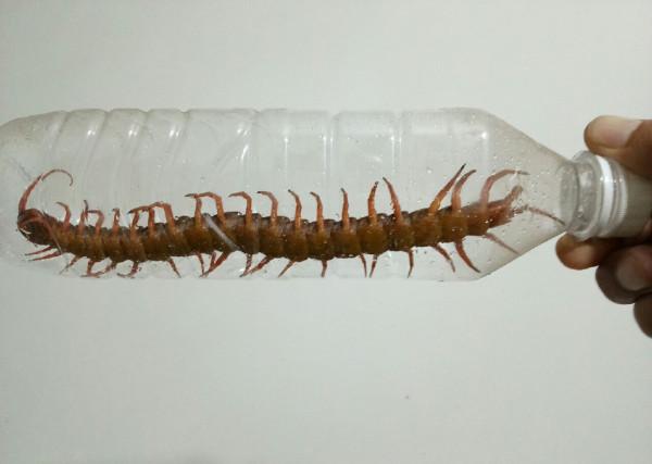 和南方大蜈蚣比,蚰蜒、蟑螂真的不足掛齒,它的獨特之處不止於大 和南方大蜈蚣比,蚰蜒、蟑螂真的不足掛齒,它的獨特之處不止於大