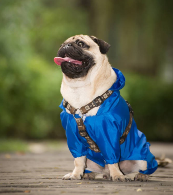 你必須知道的秋季寵物預防各類疾病的良方 你必須知道的秋季寵物預防各類疾病的良方