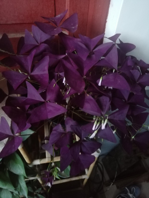 6種有格調的葉子花,室內養上它,氣質十足貴氣滿滿 6種有格調的葉子花,室內養上它,氣質十足貴氣滿滿