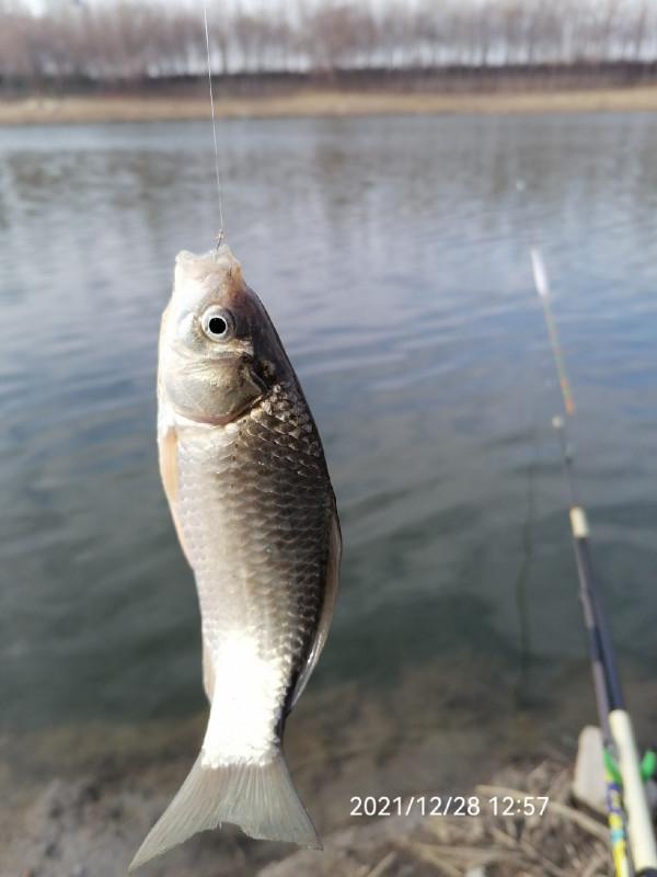 不斷改變作釣思路，寒冷冬季也能釣大板鯽