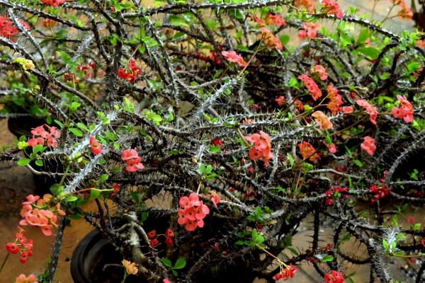 4種花汁液“別沾面板”，新手常中招，一碰就“痛癢”幾天呢