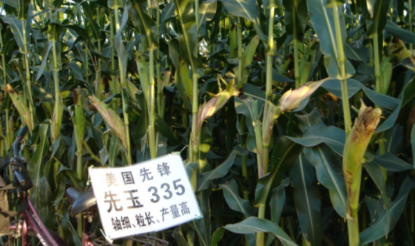 農業種子被外國壟斷,中國一年要花32億!糧食保衛戰一觸即發 農業種子被外國壟斷,中國一年要花32億!糧食保衛戰一觸即發