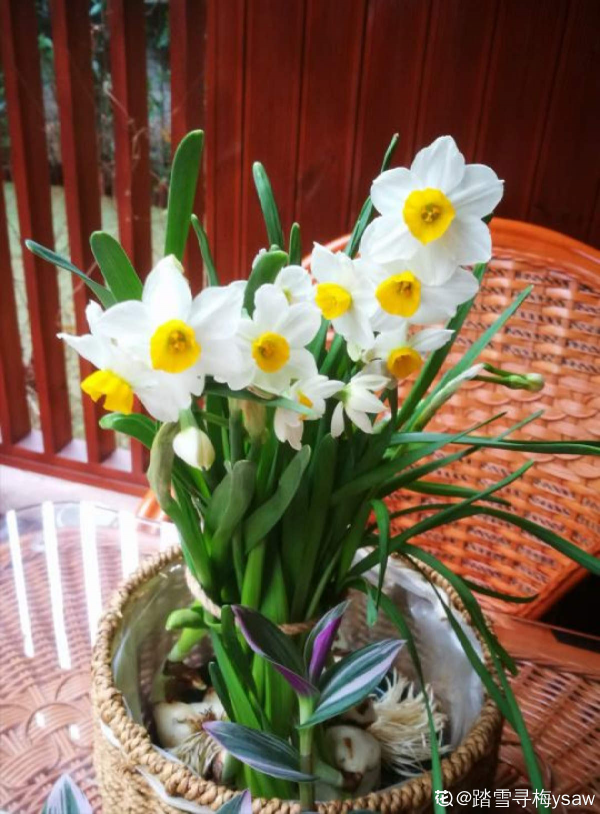 80種常見植物圖解,出門識花不求人,倍兒有面子 80種常見植物圖解,出門識花不求人,倍兒有面子