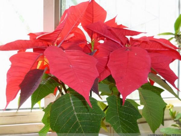 11月，陽臺就養這“3種花”，越冷花越“豔”，30天長成大花園