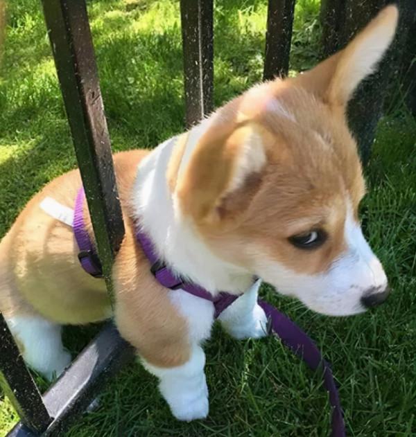 柯基有這些行為，才算把你當主人了，你被認可了嗎？