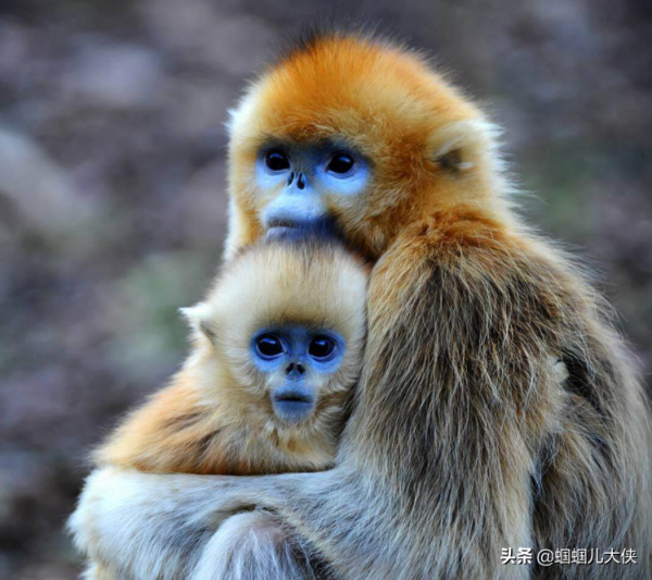 27種動物照片大集合,出生不久的小刺蝟長成這樣,大自然真神奇 27種動物照片大集合,出生不久的小刺蝟長成這樣,大自然真神奇