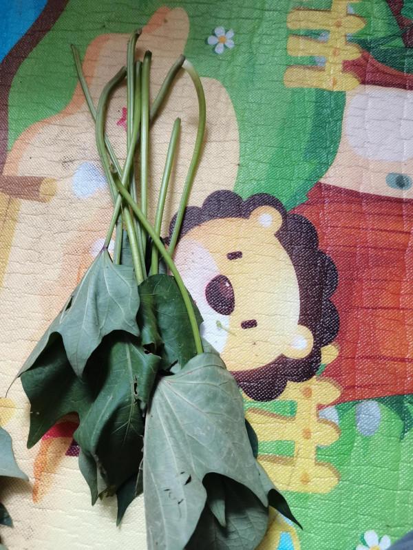 教你用老番薯葉做菜 教你用老番薯葉做菜