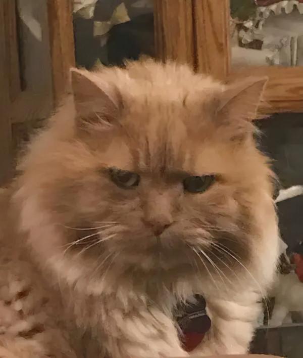 16歲的老貓遭人遺棄,在最後的時光裡,幸好遇見了那個“她” 16歲的老貓遭人遺棄,在最後的時光裡,幸好遇見了那個“她”